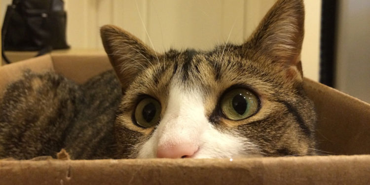 Pourquoi on à domestiquer les chats ?