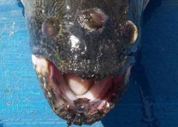 Quel animal a 3 yeux ?