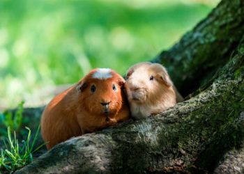 Quel est l'animal de compagnie le plus répandu en France ?