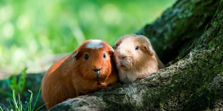 Quel est l'animal de compagnie le plus répandu en France ?