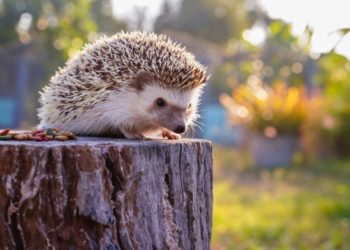 Où se cachent les hérissons le jour ?