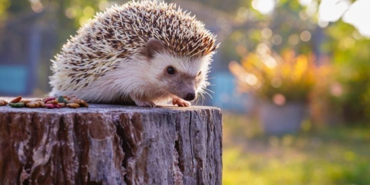 Où se cachent les hérissons le jour ?