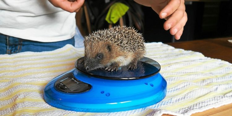 Comment se procurer un hérisson ?