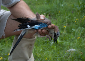 Comment recueillir un oiseau blessé ?