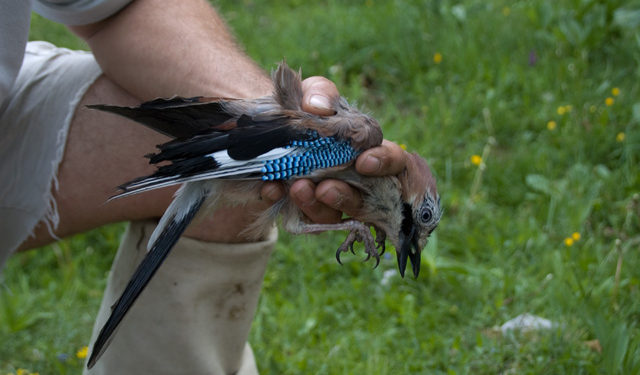 Comment recueillir un oiseau blessé ?