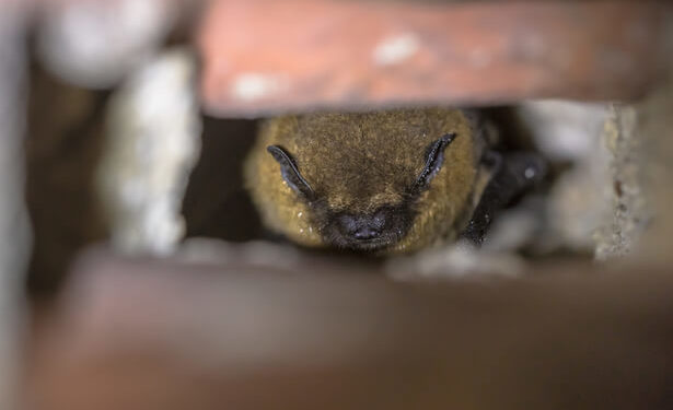 Qu'est-ce qui attire les Chauves-souris ?