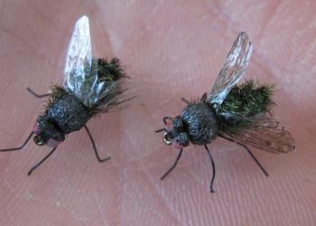 Comment faire fuire les tiques de la maison ?