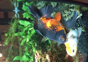 Quel est le poisson qui change de couleur ?