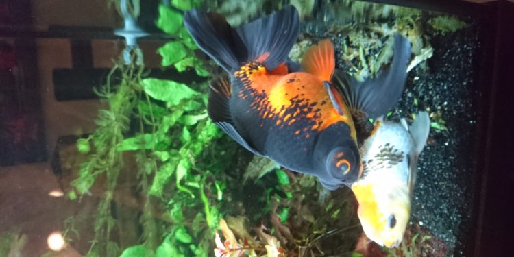 Quel est le poisson qui change de couleur ?