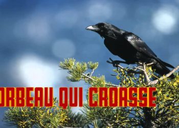 Quand le corbeau croasse ?