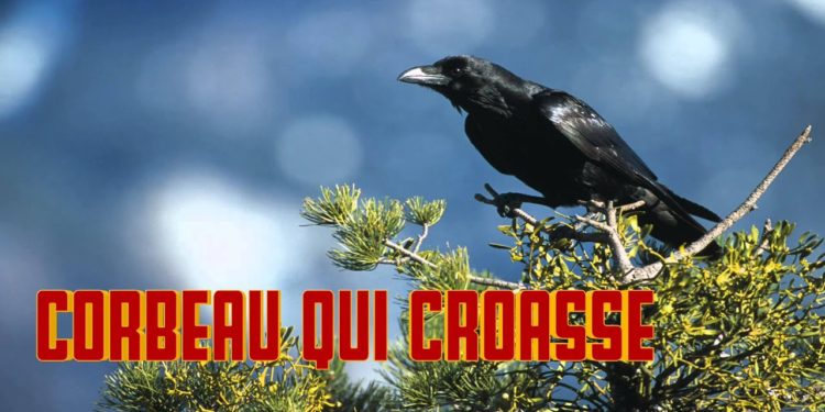 Quand le corbeau croasse ?