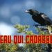 Quand le corbeau croasse ?