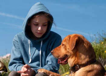 Où passer le CCAD chien ?