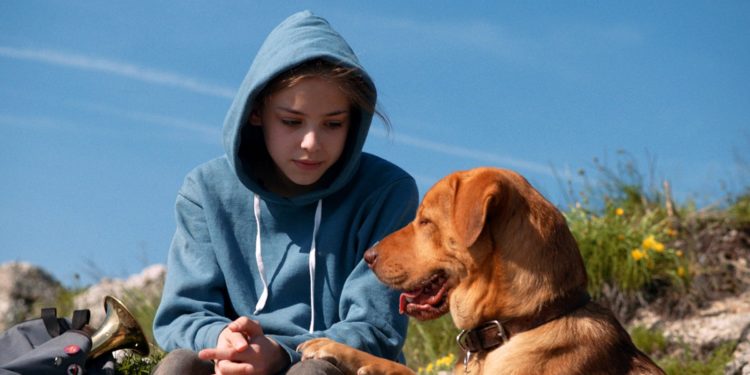 Où passer le CCAD chien ?