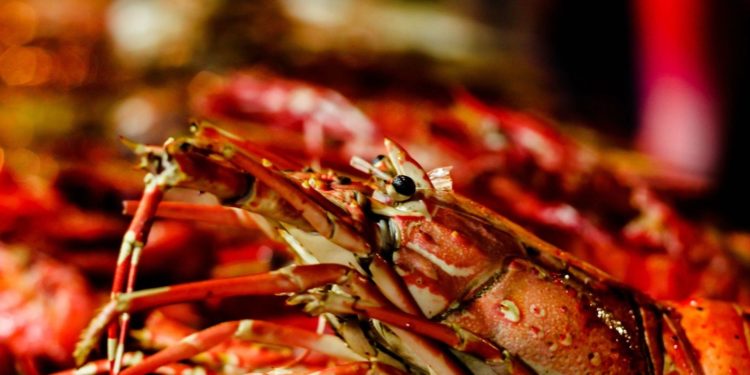 Comment distinguer le mâle et la femelle ?