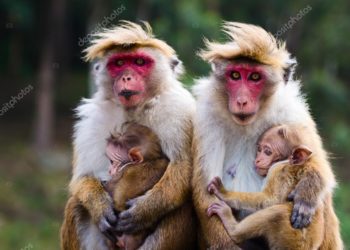 Quelle est la famille du singe ?