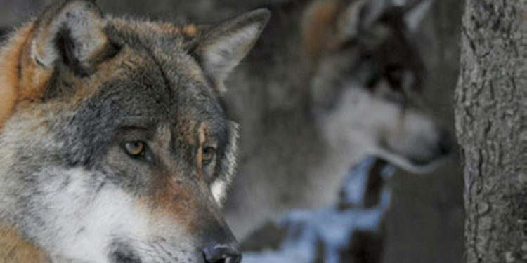 Comment Est-on passé du loup au chien ?