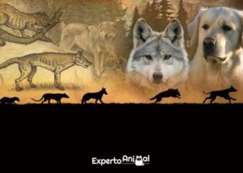 Quelle est l'origine du chien ?