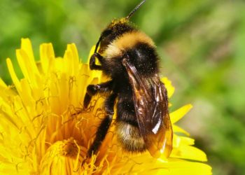 Est-ce que le bourdon est le mâle de l'abeille ?