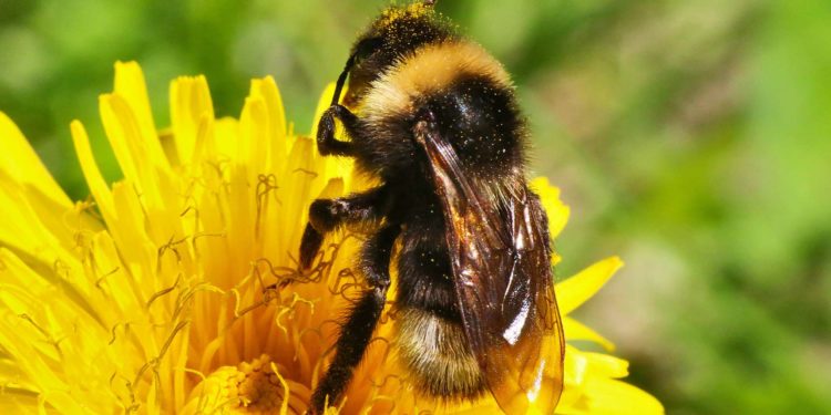 Est-ce que le bourdon est le mâle de l'abeille ?