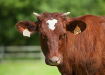 Pourquoi plus de vache que de taureau ?