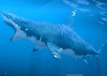 Quel est le prédateur du mégalodon ?