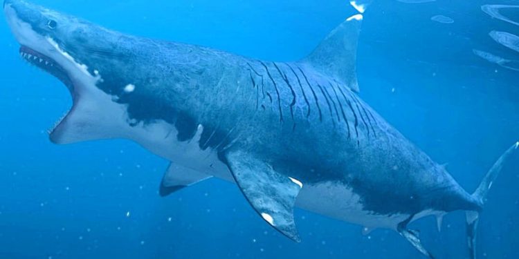 Quel est le prédateur du mégalodon ?