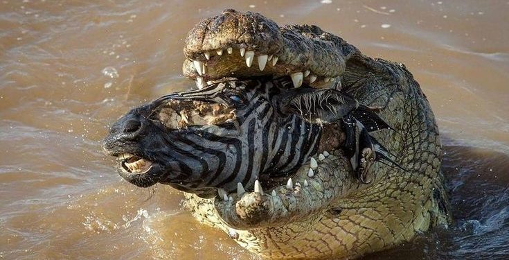 Quel est l'animal sauvage le plus aimé au monde ?