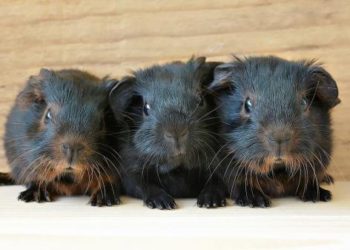 Quel âge a un cochon d'Inde quand on l'adopte ?