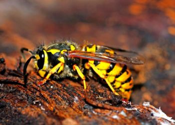 Quelle est la guêpe la plus dangereuse ?
