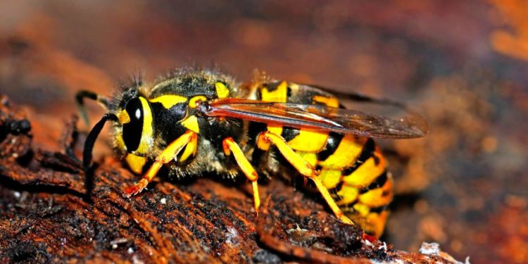 Quelle est la guêpe la plus dangereuse ?