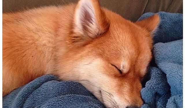 Qui ressemble à un singe ?