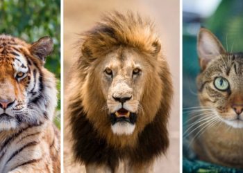 Quel est le meilleur félin ?