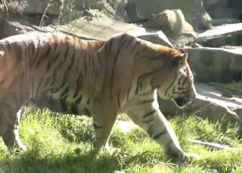 Quel est le plus beau tigre du monde ?