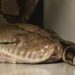 Quel est le serpent le plus long du monde 2021 ?