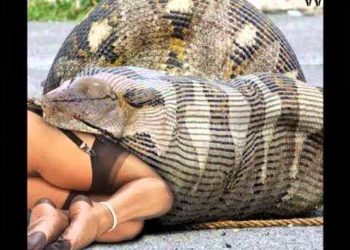 Qui est le plus grand entre le boa et l'anaconda ?