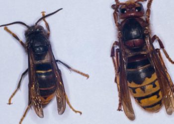 Qui est le plus dangereux entre le frelon asiatique et le frelon européen ?