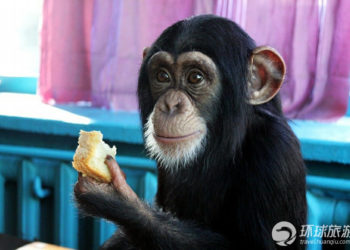 Qui sont les deux animaux les plus intelligents au monde ?