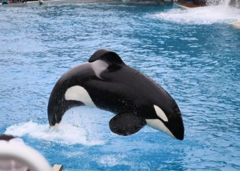 Pourquoi les orques ont l'aileron qui tombe ?