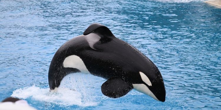Pourquoi les orques ont l'aileron qui tombe ?