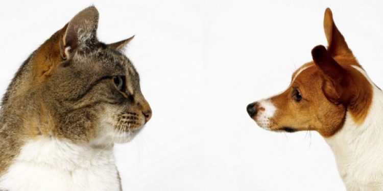 Qui est le plus intelligent entre le chien et le cheval ?