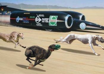 Qui est l'être vivant le plus rapide au monde ?
