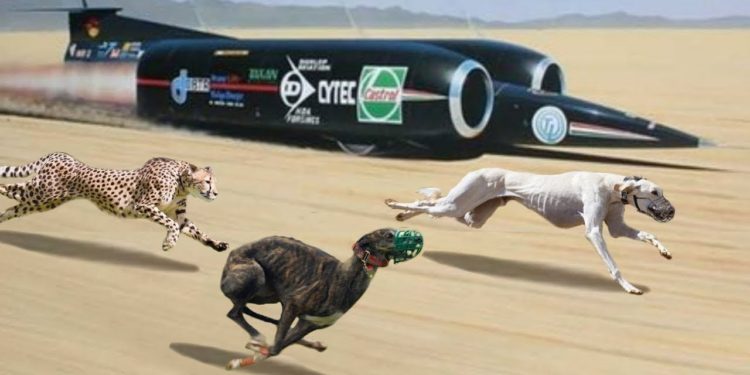 Qui est l'être vivant le plus rapide au monde ?