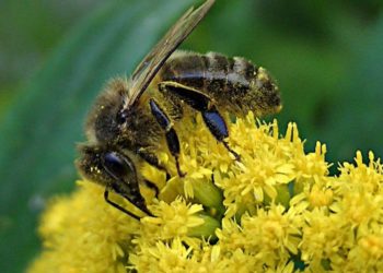 Qui est l'ennemi de l'abeille ?