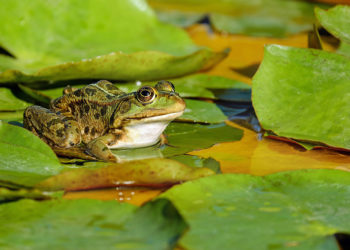 Quels sont les predateurs des oiseaux ?