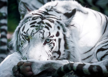 Quel est le caractère du tigre blanc ?