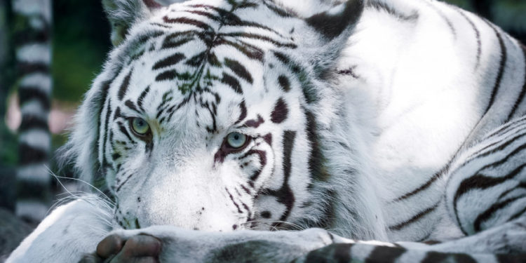 Quel est le caractère du tigre blanc ?