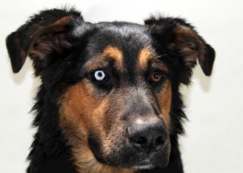 Qui est propriétaire du chien ?