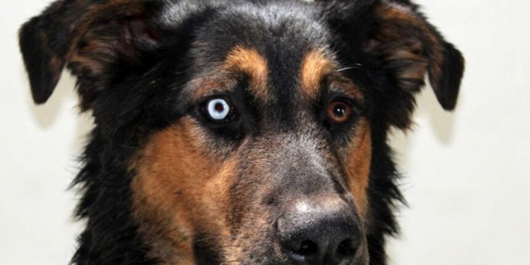 Qui est propriétaire du chien ?