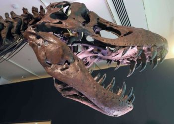 Qui est le plus fort entre un T-rex et un Spinosaure ?